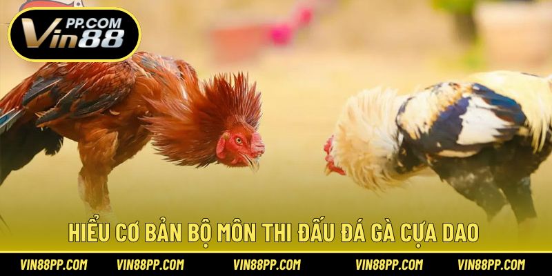 Giới thiệu cơ bản thông tin bộ môn đá gà cựa dao