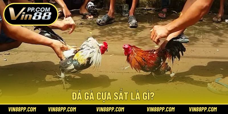 Giải thích khái niệm đá gà cựa sắt trong cá cược