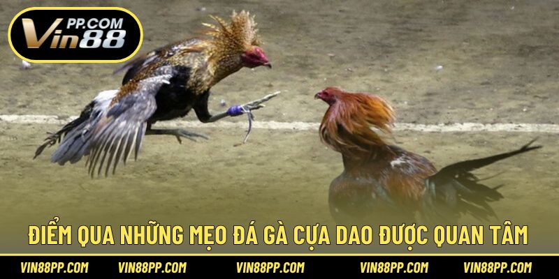 Điểm qua những mẹo chơi đá gà cựa dao thông minh