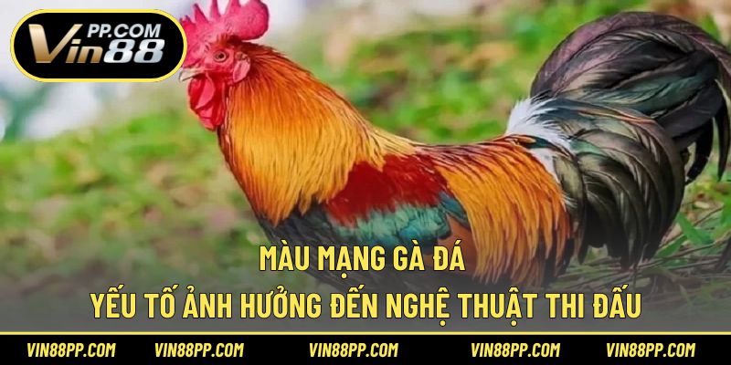 màu mạng gà đá