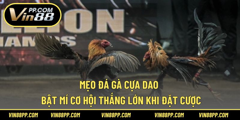 mẹo đá gà cựa dao