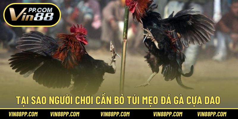 Tại sao người chơi cần biết đến mẹo chơi đá gà