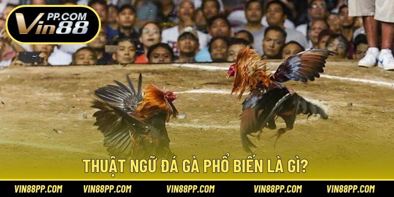 Giải thích khái niệm quen thuộc trong thuật ngữ đá gà