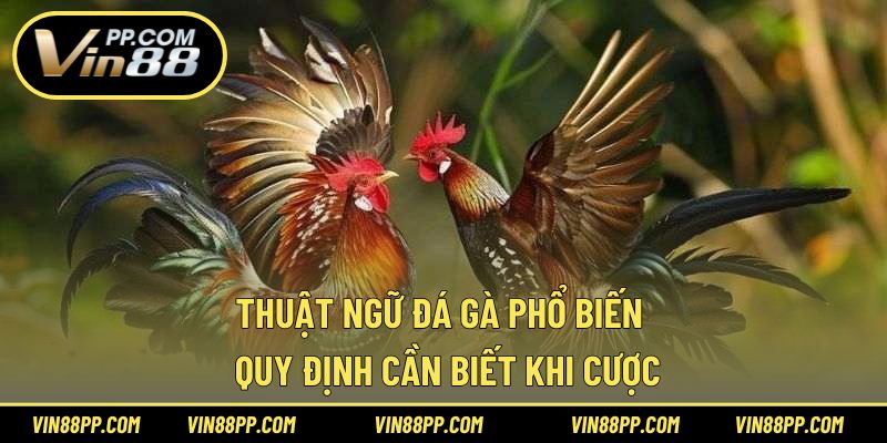 thuật ngữ đá gà phổ biến