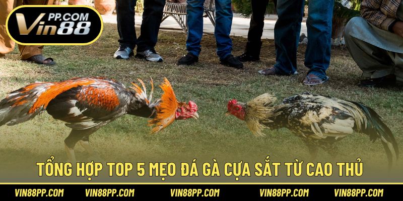 Điểm qua top 5 mẹo hiệu quả trong cược đá gà cựa sắt