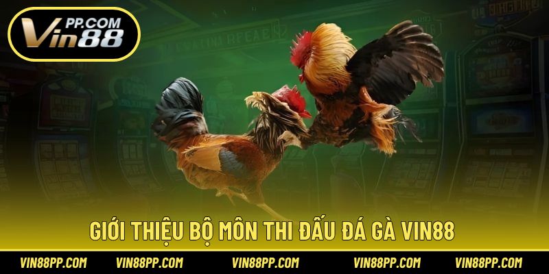 Cơ bản thông tin giới thiệu bộ môn đá gà cùng Vin88