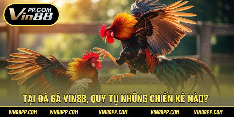 Tại nhà cái, quy tụ đa dạng chiến kê hàng đầu hiện nay