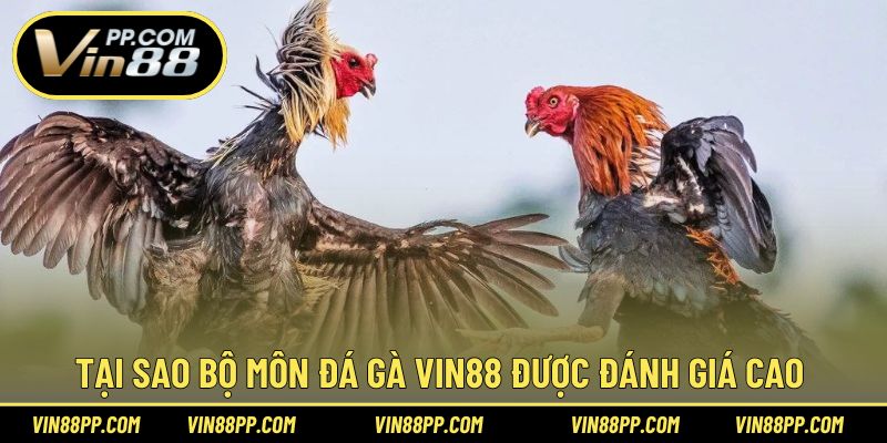 Tại sao bộ môn đá gà luôn thu hút người chơi tại Vin88